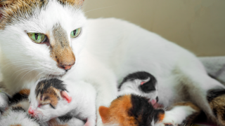 Mother cat and young kittens sitting together